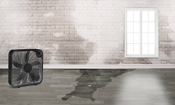 Best Basement water damage restoration  in Fredericksburg, TX